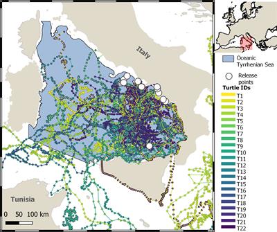 Ocean highways in the Western Mediterranean: Which are the areas with increased exposure to maritime traffic for loggerhead turtles?